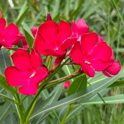 comprar semillas de adelfa, mini jardín, real de adelfa, setos de arbustos, interior, 10pcs