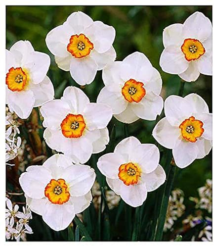 5 Merlin Narcissus Bulbs - TOP Size Daffodil Bulbs