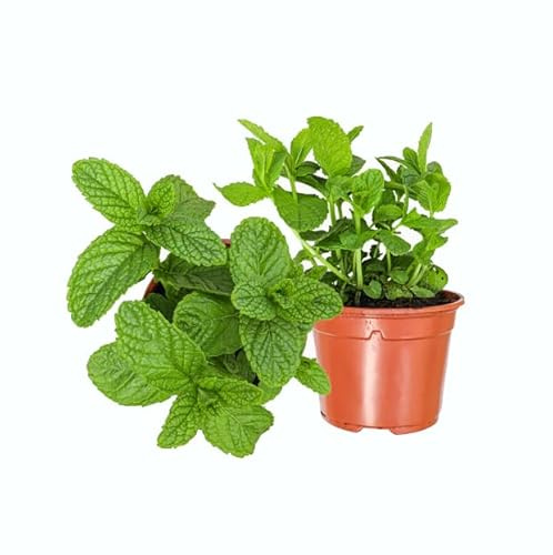 Plantas de Hierbabuena - DECOALIVE Set de 2 Plantas Naturales - Plantas Comestibles