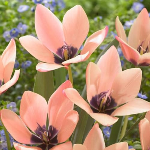 Lampadine Profumate,Giglio Di Pioggia,Rari Crescita Rapida Bellissimo Giardino.-3bulbi-O