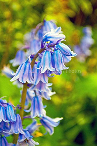 Glockenblumen Foto ein 30,5 x 45,7 cm Fotodruck Bluebell Blumen Hyacinthoides non-scripta Endymion non-scriptus Hochformat Foto Farbe Bild Fine Art Print Fotografie Durch Andy Evans Fotos