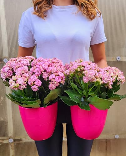 POWERS TO FLOWERS - KALANCHOE CALANDIVA ROSA A FIORE GRANDE IN VASO CERAMICA FUCSIA, 2 PIANTE, Vaso 13cm, piante vere
