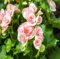 Semillas de flores de begonia rosa