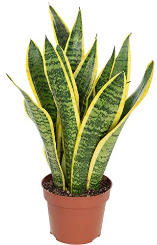 Bogenhanf - pflegeleichte Zimmerpflanze, Sansevieria trifasciata Laurentii - Höhe ca. 35 cm, Topf-Ø 12 cm