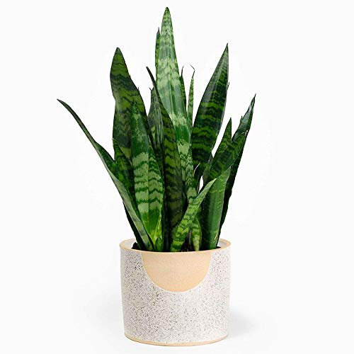 Sansevieria Black Coral | 30-40cm Potted Snake Plant | Houseplant for Sale