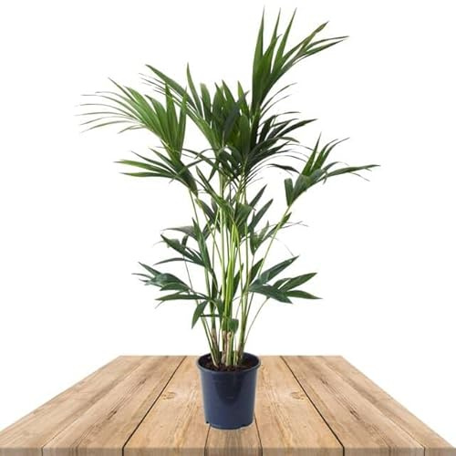 DECOALIVE Planta Natural de Interior Kentia Palmera Natural para Casa y Oficina