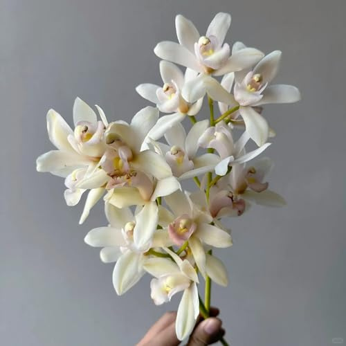 80 piezas semillas de orquídeas cymbidium flores para balcón, semillas orgánicas (Cymbidium híbrido) macizo de flores, jardín de rocas plantas resistentes regalo de semillas de flores,