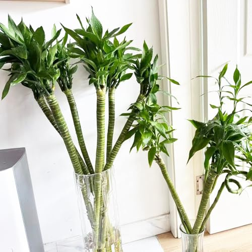 semillas de bambú de la suerte macetas plantas balcón pequeños plantas para decorar balcones hidropónicas verdes decorativas bambú en macetas bonsái exóticas planta bambú 10pcs