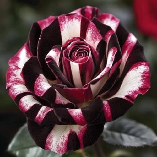 Rosen Zwiebeln, Seltene Pflanze, Winterharte Pflanzen, MehrjäHrige Qualitätspflanzen, Blumenzwiebel Mix, Garten Pflanzen, MysteriöSe Magische GlüHbirne, 1zwiebeln-I