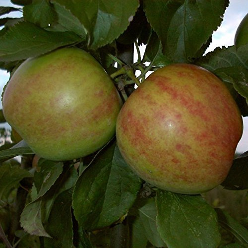 Malus domestica 'Gravensteiner' 130–150 cm – Winterhart, Mehrjährig – Apfelbaum Gravensteiner – Obstbaum für Garten & Ernte
