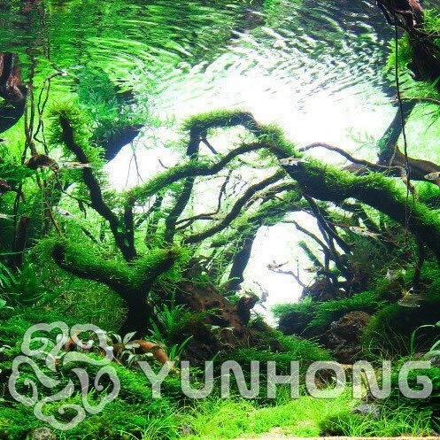 200 Moss Seeds Heirloom Flower Groundcover Seeds - Irish Moss Lush Green Carpet Decoration Aquarium Decoration,