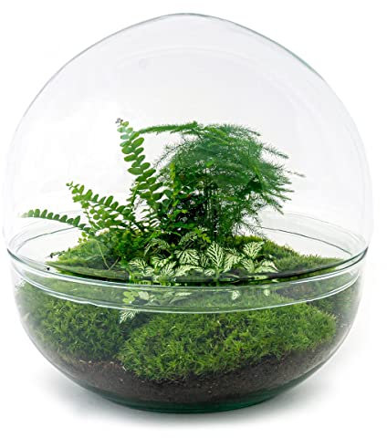 urbanjngl.com - Dome XL - Zweiteiliges rundes Glas Flaschengarten - DIY Terrarium mit Pflanzen im Glas - Ø 28 cm ↑ 28 cm