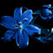 Lilium martagon zwiebeln,Winterharte mehrjährig,lilien Deko,Lilien im topf,lilie riesen,lilien zwiebeln Forever susan,Lilie,duft lilien,lilien knollen,lilien zwiebeln winterhart.-8 zwiebeln-G