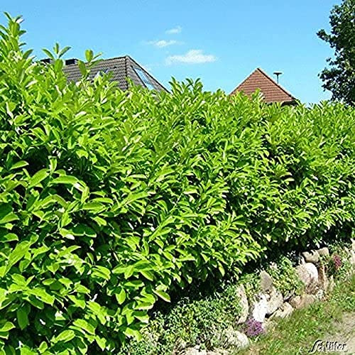 GARTEN SCHLÜTER® Kirschlorbeer Caucasica - 80-100 cm