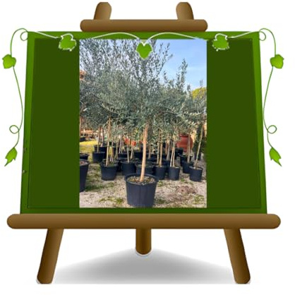 EURO PLANTS VIVAI Olivo Moraiolo - Pianta da Frutto - Altezza 180-200 cm su Vaso da 55 cm - Età 12 Anni