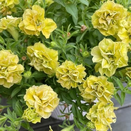 semi di petunia giardino balcone decorazione del soggiorno rialzata varietà antiche interno recisi tappezzanti 350pcs