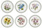 Portmeirion Botanic Garden Plate, Set of 6 - various motifs, Dia.25cm, White