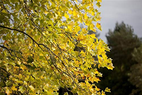Amerikanischer Tulpenbaum Liriodendron tulipifera 100-125 cm winterhart