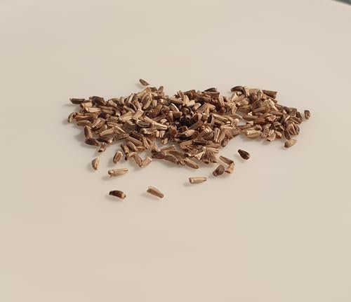 250 graines à semer - Le Grenier d'Abondance - CHICOREE SCAROLE Cornet d'Anjou - Cichorium