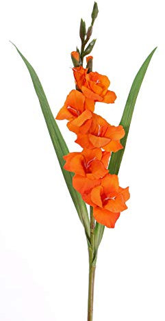 Gladiolus o Gladiolo Planta Bulbosa de Exterior con Flores Coloridas y Riego Moderado