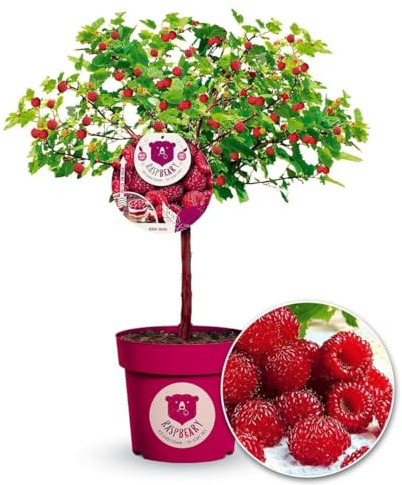BALDUR Garten 2x Himbeer-Baum Raspbeary® mit Stamm & Krone, Pflanzen im 4,6 Liter-Containertopf, winterhart, mehrjährig, pflegeleicht, Rubus idaeus, Himbeere, essbare Früchte, Obst-Rarität