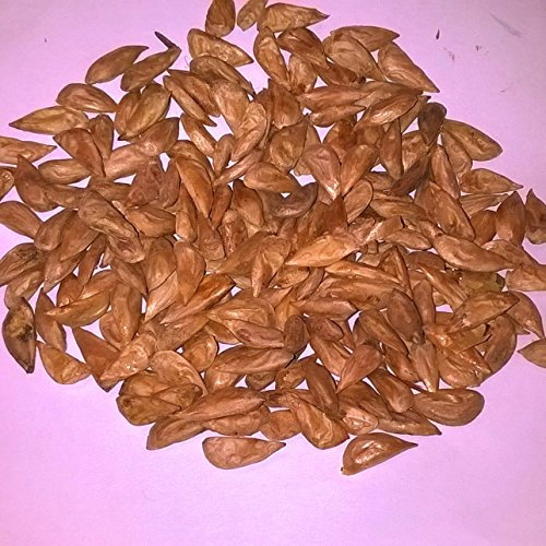 Deodara Cedar Cedrus Deodara Conifer Tree. 25 Seeds.
