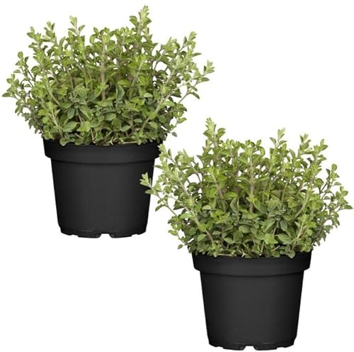 Duo de Plantas de Orégano - Plantas Premium DECOALIVE - Hierbas Naturales para Huerto Urbano - Plantas Aromáticas