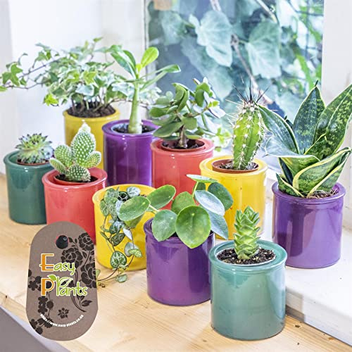 Lot de 5 mini plantes succulentes de style aléatoire, pot en verre coloré décoratif, cactus, cactus, plantes miniatures, décoration d'intérieur