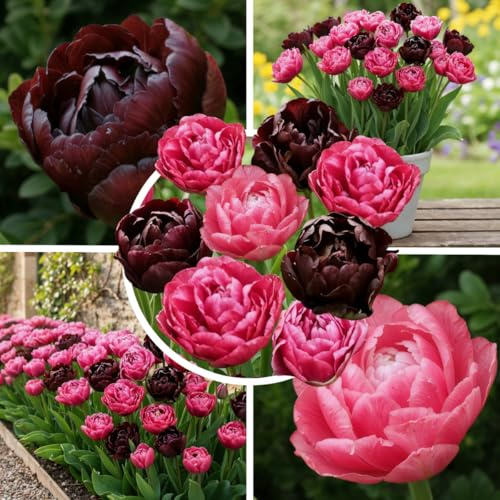 FLORIUM Tulpenzwiebeln Winterhart Mehrjährig Doppelt | Purple Black | 20 Blumenzwiebeln | Echte Pflanzen aus Holland | Tulpen zwiebeln für Garten, Töpfe und Balkon