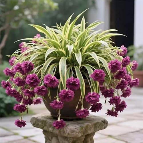 ragno - Chlorophytum comosum balcone Aiuole rialzate giardino balcone di 3piante