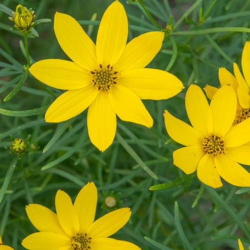 Coreopsis Zagreb Perennial Plant with Yellow Daisy Flowers - Bee and Butterfly Attractor - Compact Growth - Ideal for Borders – 1x 3.5 Litre Potted Plant by Thompson & Morgan