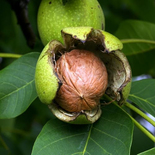 PIANTA DA FRUTTO NOCE Compatible with COMUNE in vaso 24 età 3/4 anni (foto reali)