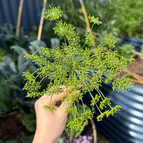semi di aneto perenni resistenti - balcone, giardino roccioso, tappezzanti, all'aperto 100pcs
