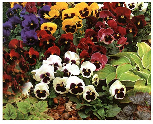 PREMIER SEEDS DIRECT - Pansy - Giant Swiss Mixed - 1300 Finest Seeds