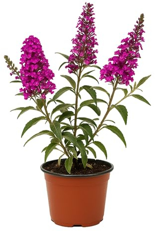 Easy to Grow Buddleia Butterfly Bush Buzz Hot Raspberry 1 Plant - Potted Perennial Flower in a Quart Pot, Summer Fragrant Magenta Pink Blooms in Sun