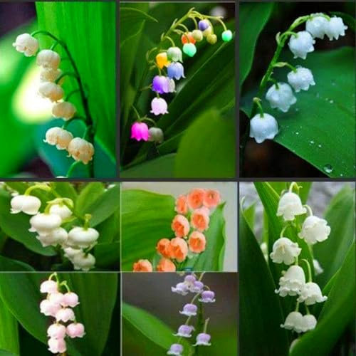 Lily of The Valley Bulbs UK,Lily of The Valley Plants for Garden,Potted-Plants-Rhizome,Excellent Display-3bulbs-f