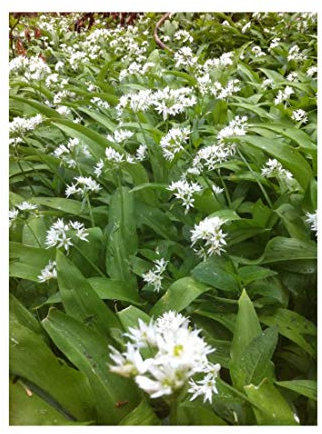 PREMIER SEEDS DIRECT - Garlic Wild - RAMSONS (Allium URSINUM) - 110 Seeds