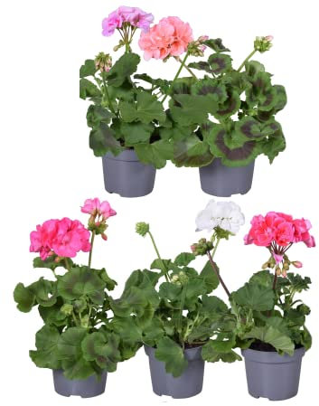 Pack de 5 Geranios Pelargonium Plantas con Flores de Colores