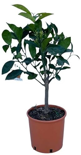 Arancio Navellino Ø20. Garden Talamonti.