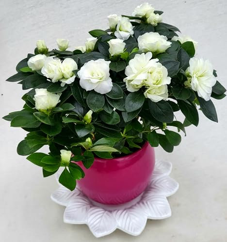 POWERS TO FLOWERS - AZALEA AIKO BIANCO A FIORE DOPPIO, IN VASO CERAMICA FUCSIA SFERICO e SOTTOVASO IN CERAMICA, vaso 14cm, pianta vera