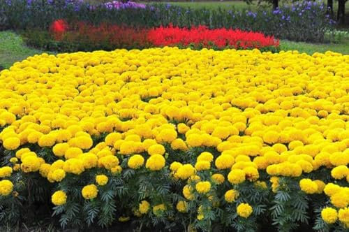 African Marigold Mary Helen - 300 Seeds (Tagetes erecta) + Plant tag + Freebie