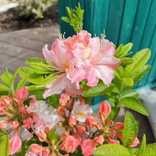 semillas de rododendro, azalea resistente, perennes, 100pcs