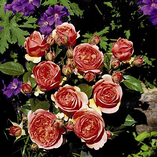 Edelrose Chippendale im 5 Liter Rosentopf