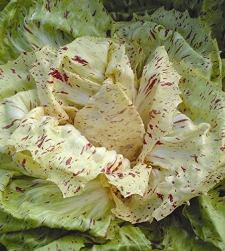 Semi USA VENDITORE Castelfranco Radicchio 25-200 HEIRLOOM NO OGM