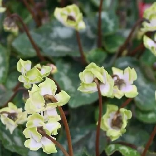 semi di ciclamino da esterno - ciclamino - decorazione da giardino per esterni, vecchie varietà di ciclamino di perenni resistenti aiuola, esotiche 500pcs