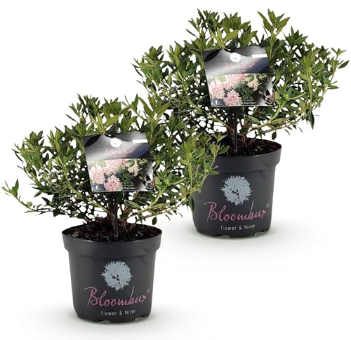 Green boutiQ - Zwerg-Rhododendron - Rhododendron Bloombux Light Pink - Blühende Buxus - Wenig Pflege - Hellrosa Blüte - 2 Pflanzen - Topf 23cm - Höhe 45-55cm