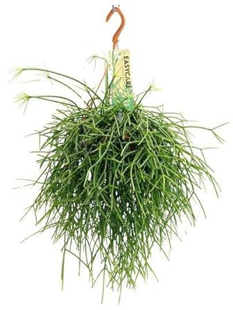 Korallenkaktus - Rhipsalis Pulchra - Zimmerpflanze - Ø14cm - 35cm