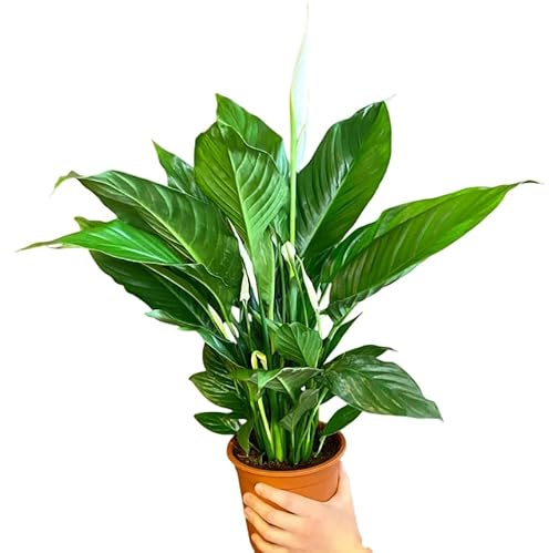 Espatifilo Vivo Planta Natural Purificadora del Hogar Perfecto para Decorar