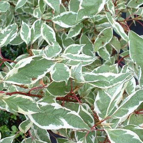 Cornouiller blanc 'Ivory Halo' – Cornus alba 'Ivory Halo' 40-60 cm pot | Arbuste persistant, feuillage panaché, idéal massif & bordure
