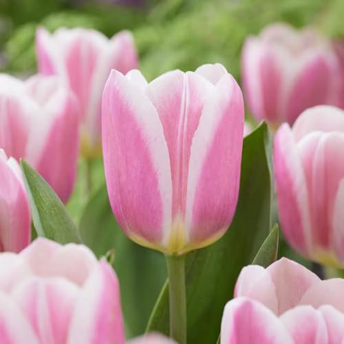 7 x Tulipa Single Early Mandy’s Choice – Bold Salmon Pink Blooms – Spring Flowering Bulbs – Creates Eye-Catching Display – Perennials – for Your Beautiful Garden